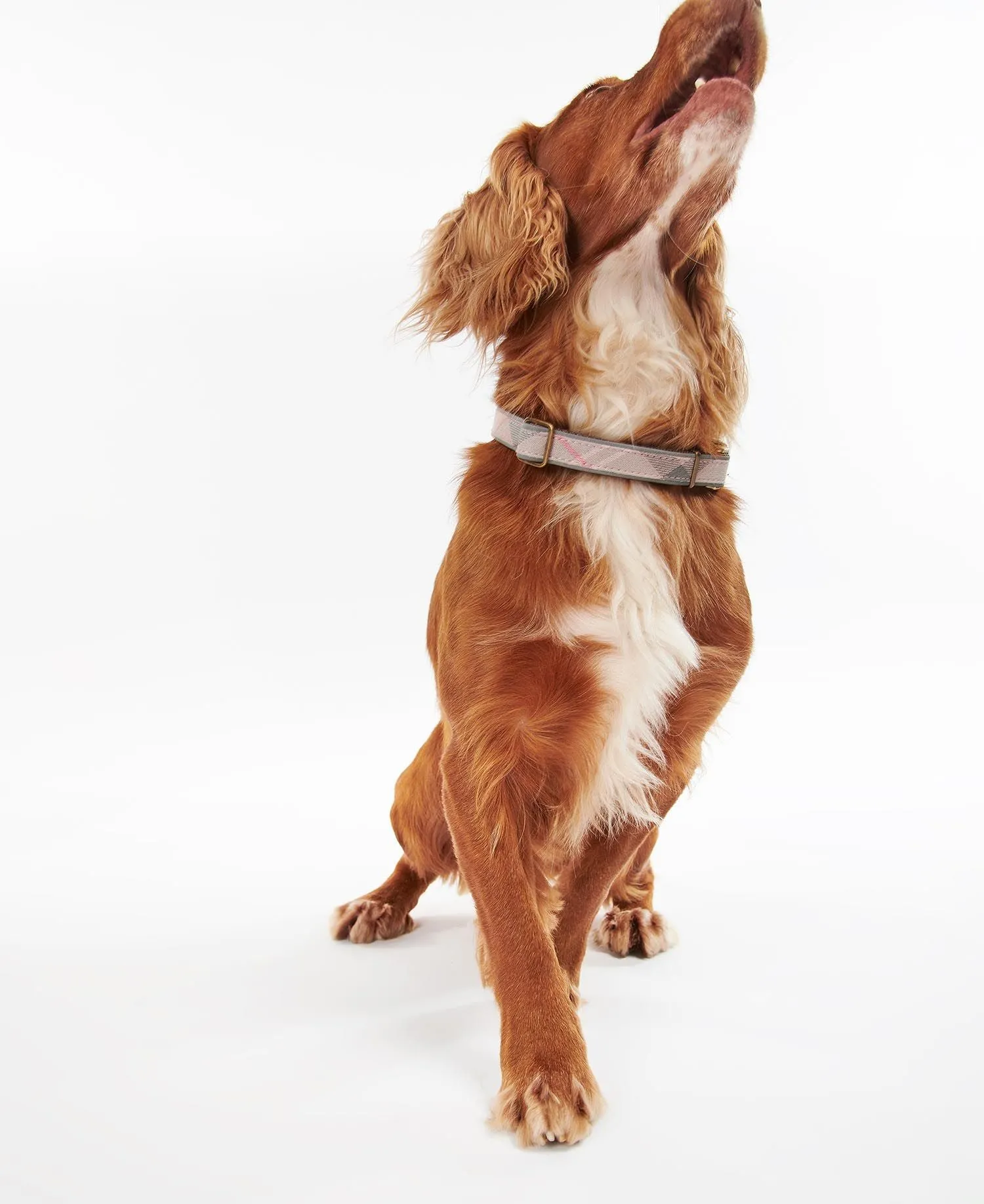 Barbour Reflective Tartan Adjustable Dog Collar