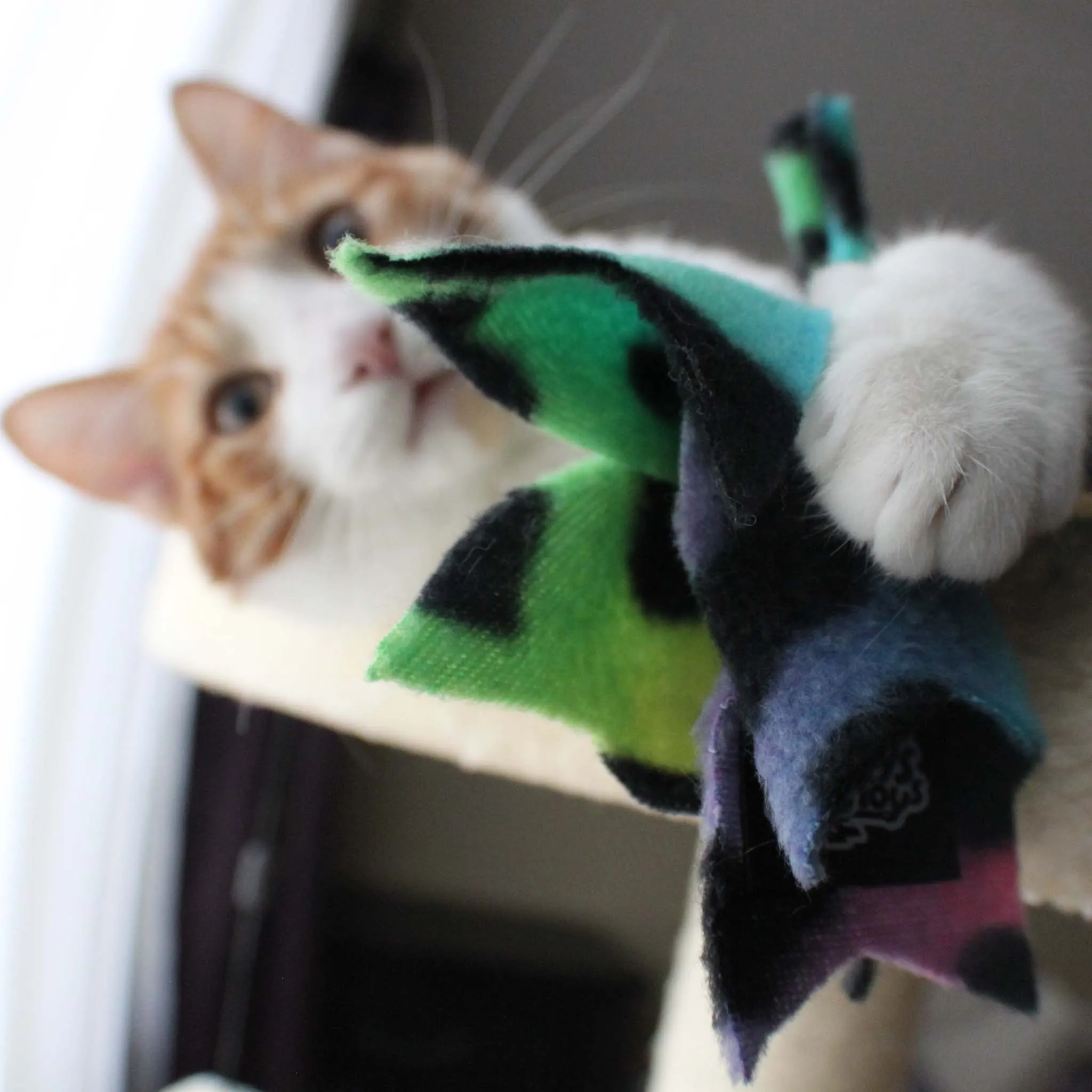 Cat Candy