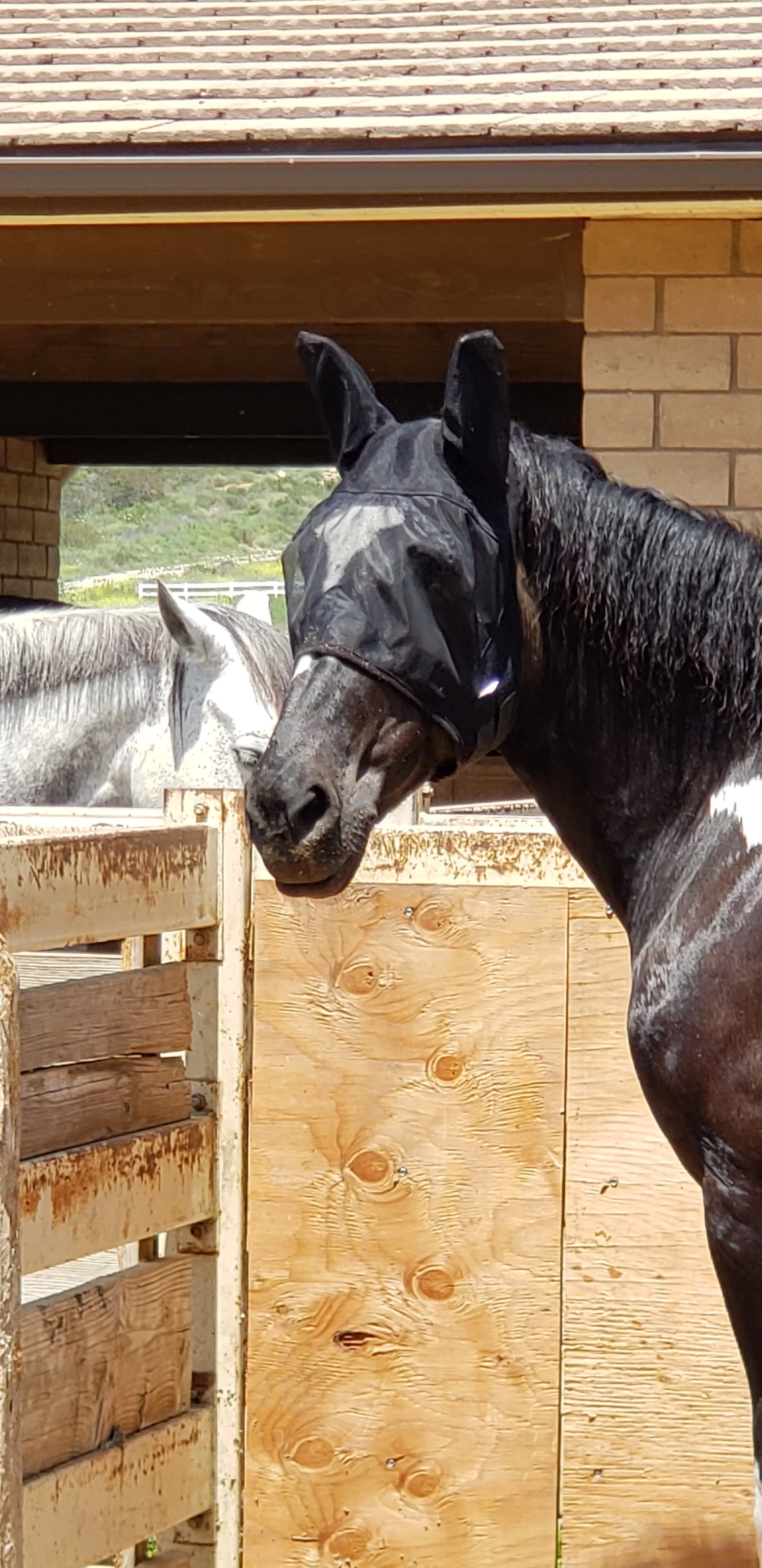 Horse Lightweight Fly Mask