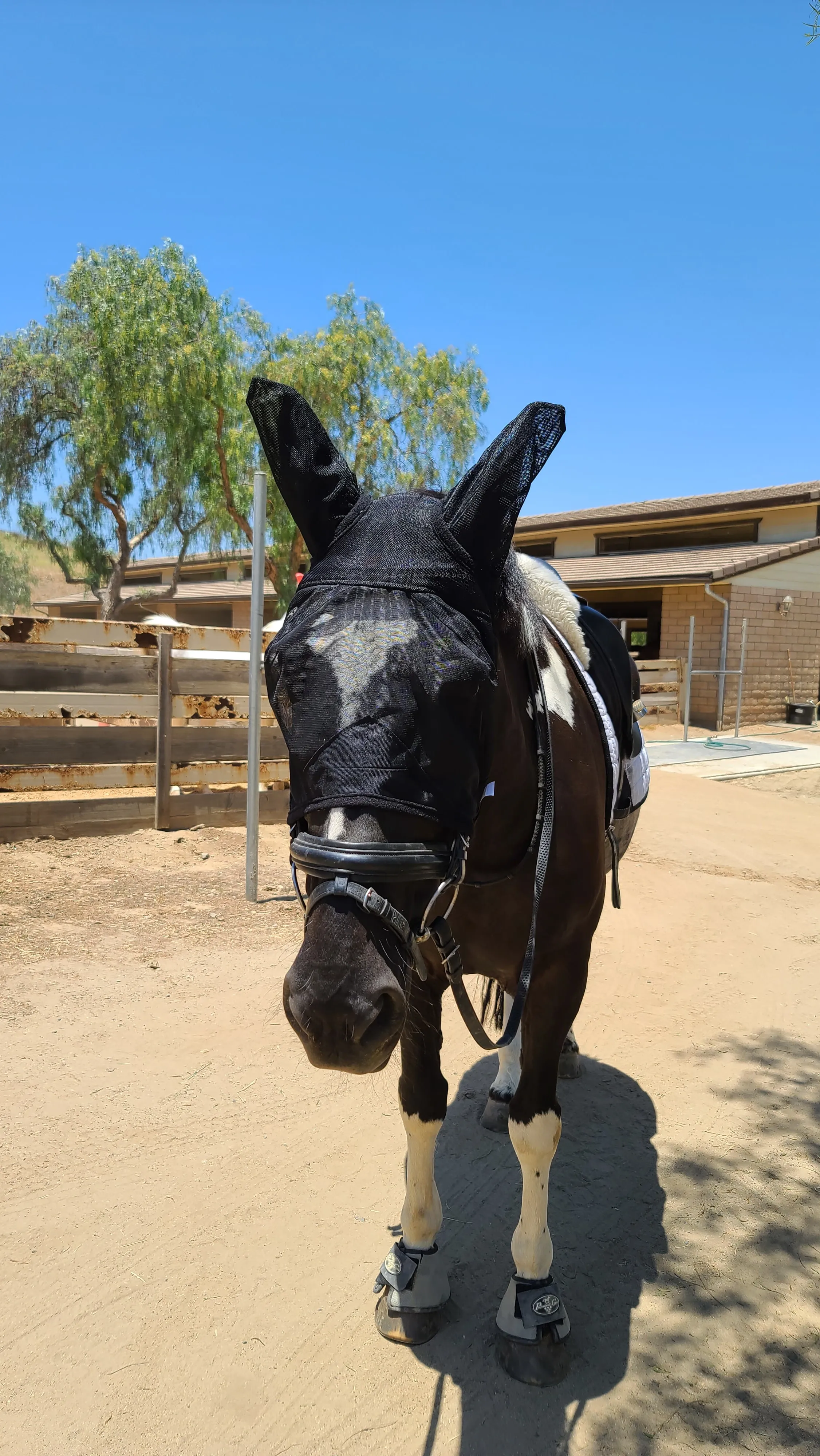 Horse Lightweight Fly Mask