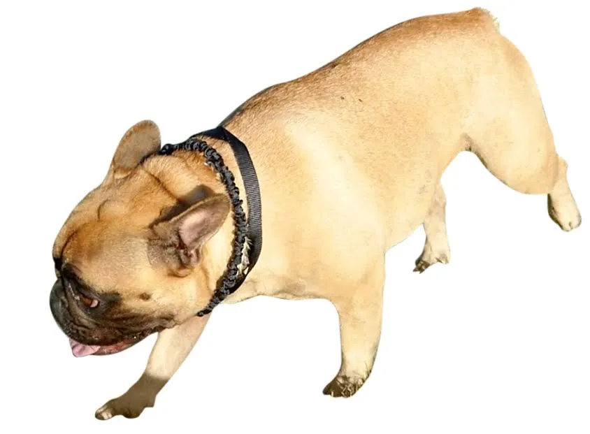 Only Leash MINI (small dogs)
