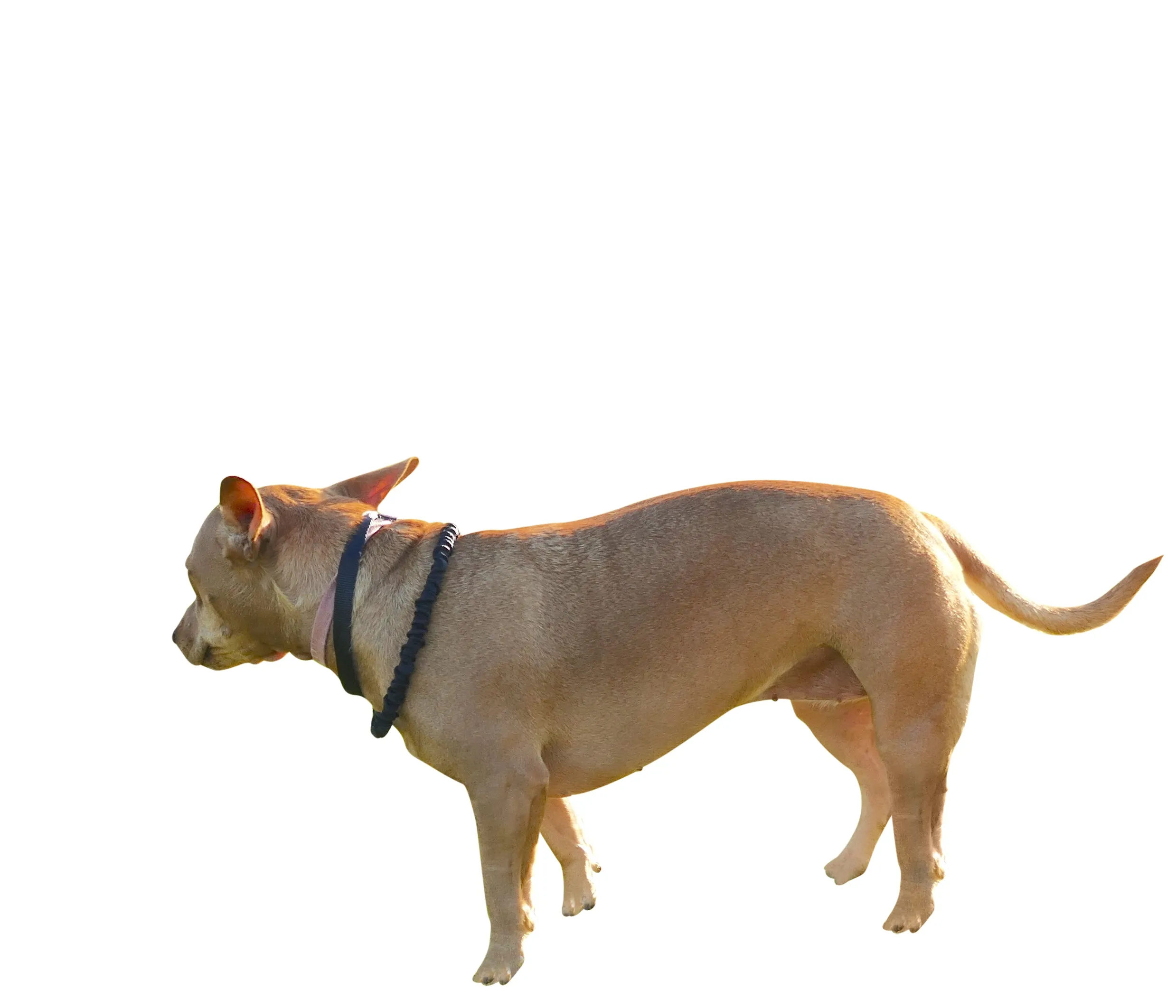 Only Leash MINI (small dogs)