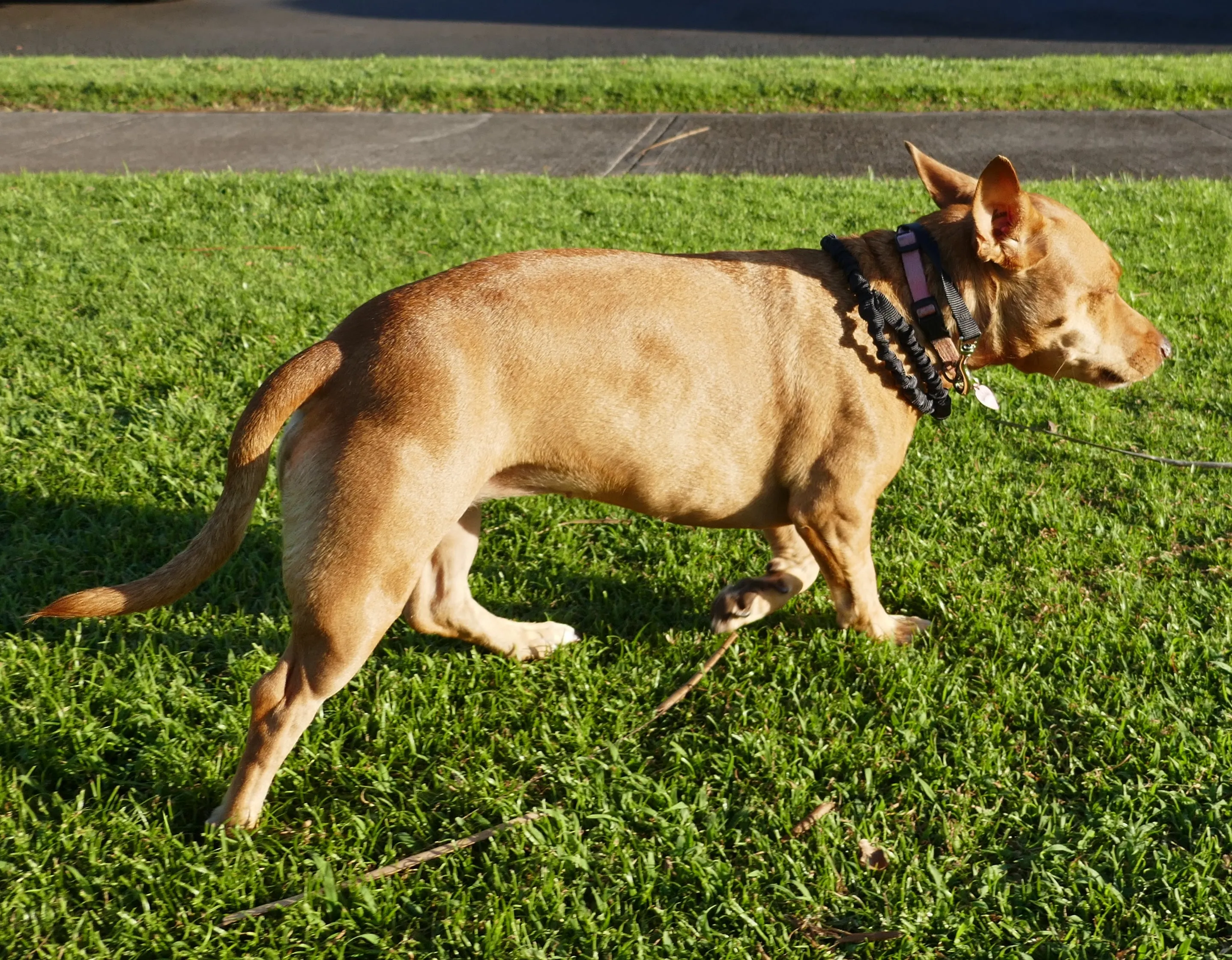 Only Leash MINI (small dogs)