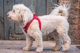 Step In Air Mesh Dog Harnesses by Plush, 15 Colors, Size 3XS - M