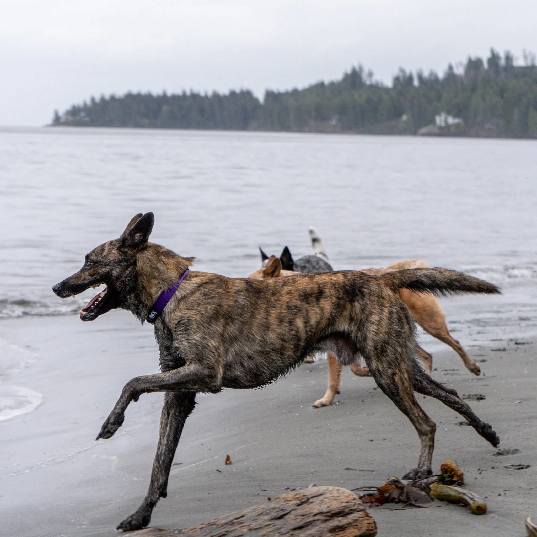 Trailhead Collar
