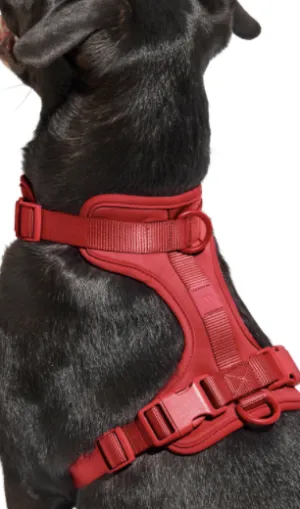 Wild One - Strawberry Harness